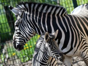 В казанском зооботсаду «Река Замбези» впервые родилась зебра