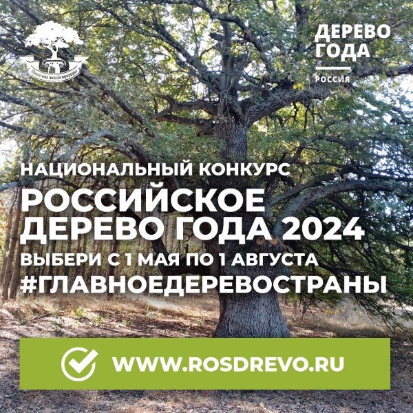 Российское дерево года – 2024!